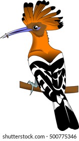 Hoopoe (Upupa epops). Hand drawn vector illustration on white background