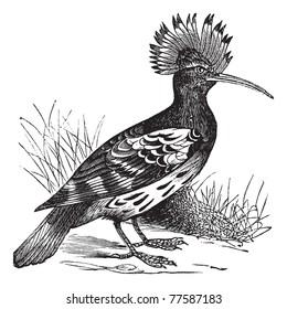 Hoopoe or Upupa epops, vintage engraving. Old engraved illustration of Hoopoe in the meadow. Trousset Encyclopedia