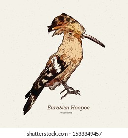 Hoopoe vector illustration. Hand drawn hoopoe bird. Colorful illustration.