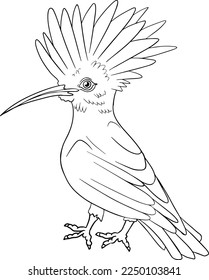 Hoopoe. Vector sketch of hand drawn bird. Linear animals art. 