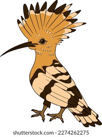 Hoopoe. Vector sketch of hand drawn bird.