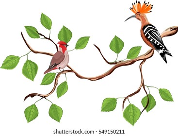 Hoopoe and waxwing bird sitting on tree branch
