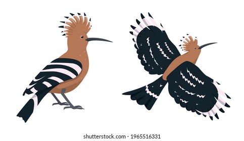 Hoopoes in different poses. Flying and sitting Hoopoe birds. Cartoon icons vector illustration isolated on white background.