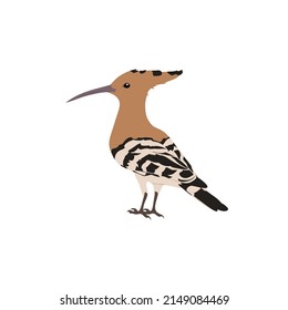 Hoopoes, Upupa epops can be found across Africa, Asia, and Europe. The name of this bird comes from its call hoop-hoop-hoop