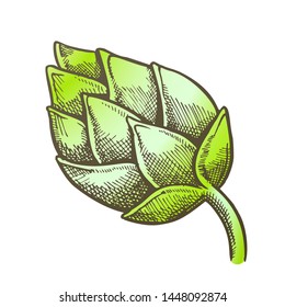 Hop Agriculture Farm Ingredient For Brewing Vector. Ripe Cone Hop Brewing Alcoholic Beverage Beer Or Lager. Creeper Branch Flavoring Herb Closeup Color Hand Drawn Illustration