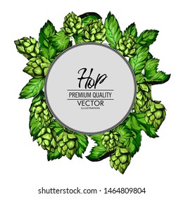 hop banner design.Sketches of hop plant,in engraving style.Oktoberfest. Green cones for making beer.  