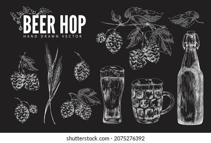 Hop beer decorative elements collection with hop plant twigs and beer drink in style of chalk hand drawing, vector illustration isolated on black background.