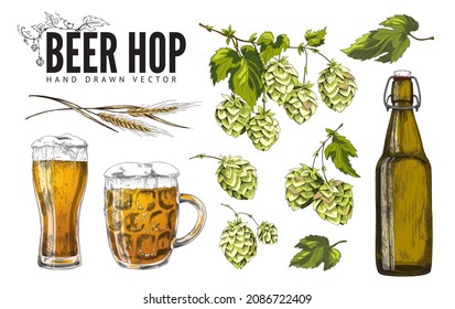 Hop beer items collection with hop plant twigs and beer drink in glasses and bottles, hand drawn colored vector illustration isolated on white background.