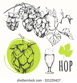 Hop beer set. Vector illustration of branch of hops. Black and white. Sketch design.