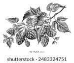 Hop branch botanical illustration vintage engraving style black and white clip art