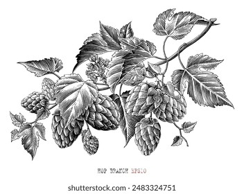 Hop branch botanical illustration vintage engraving style black and white clip art