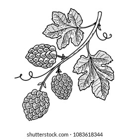 Hop branch illustration on white background. Design element for logo, label, emblem, sign. Vector image