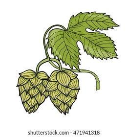 Hop branch isolated on white. Hand drawn vector illustration. 
