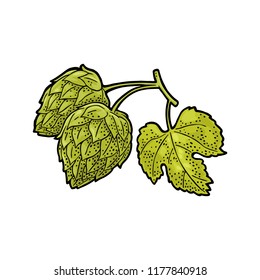 Hop branch with leaf. Isolated on white background. For labels, packaging and poster with production process brewery of beer. Vector vintage color engraving illustration. Hand drawn design element