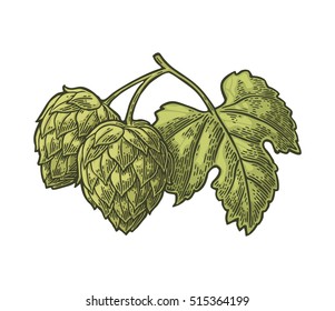 Hop branch with leaf. Isolated on white background. For labels, packaging and poster with production process brewery of beer. Vector vintage color engraved illustration. Hand drawn design element