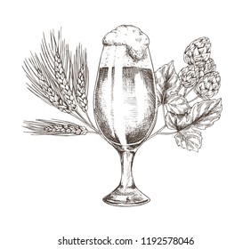 Hop brunch and beer goblet vector illustration, graphic image made by pencil, isolated on white background ale in glossy glass and his main ingredient