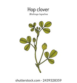 Hop clover or black medick (Medicago lupulina), honey and fodder plant. Hand drawn botanical vector illustration