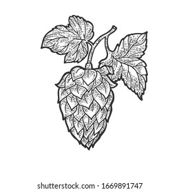 hop cone beer ingredient sketch engraving vector illustration. T-shirt apparel print design. Scratch board imitation. Black and white hand drawn image.