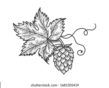 hop cone beer ingredient sketch engraving vector illustration. T-shirt apparel print design. Scratch board imitation. Black and white hand drawn image.
