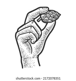 hop cone in hand sketch engraving vector illustration. T-shirt apparel print design. Scratch board imitation. Black and white hand drawn image.