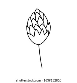 Hop cone hand-drawn line drawing.Outline illustration.Doodles. For decoration, for bouquets, for beer.Vector illustration