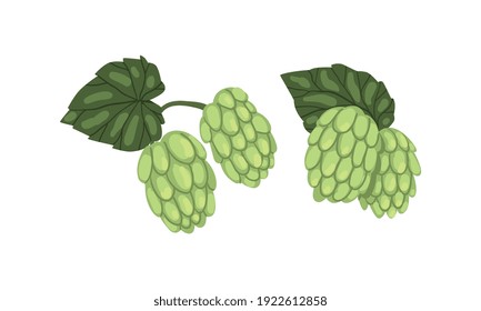 Hop Cone Plants Collection, Hops on Branches with Leaves, Brewery Industry Products Design Cartoon Style Vector Illustration