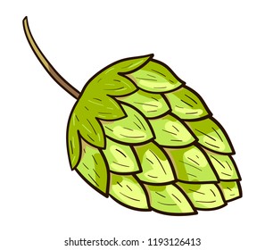 Hop cone. Vector botanical illustration, element of design isolated on white background