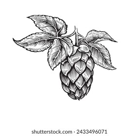 Hop cone, vector symbol of brewery engraved black and white sketch.