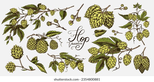 Hop cones and Barley. Malt Beer. Engraved vintage set. Hand drawn collection. Sketch for web or pub menu. Design elements isolated on white background.