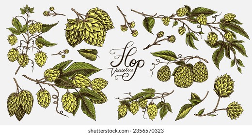 Hop cones and Barley. Malt Beer. Engraved vintage set. Hand drawn collection. Sketch for web or pub menu. Design elements isolated on white background.