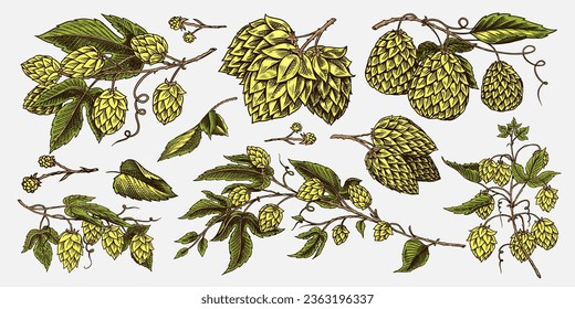 Hop cones and Barley. Malt Beer. Engraved vintage set. Hand drawn collection. Sketch for web or pub menu. Design elements isolated on white background.