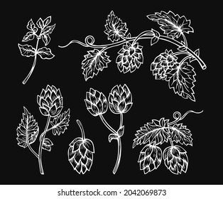 Hop cones engraving hand drawn sketch set. Sketches branch plant for beer packing design logo, label, emblem, pattern. Hops white drawing on black background angular herb design