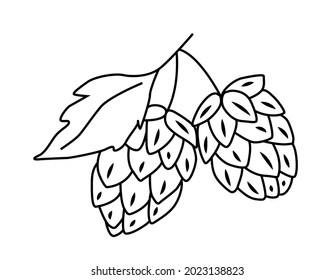 Hop conos con una hoja. Para empaque, plantilla, cerveza. Ilustración dibujada a mano por el contorno del vector en el estilo de doodle