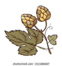 Hop cones and leaves plant element, hand drawn colored vector illustration isolated on white background.