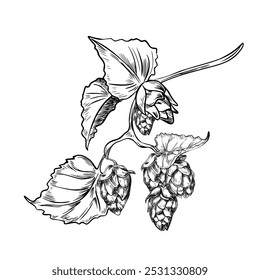 Cones de lúpulo no ramo com folhas preto branco ilustração vetor isolado. Humulus planta monocromática mão desenhada em arte de linha para design de cerveja etiqueta, embalagem, dia de São Patrício, Oktoberfest