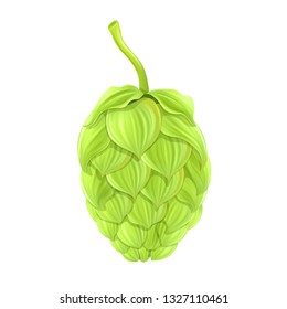 Hop cones on white background, vector.