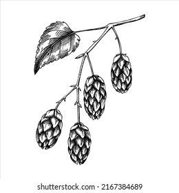 Hop flowers vector illustration. Hand-drawn black and white botanical drawing. Beer ingredient in sketched style. Vintage hop branch sketch for recipe, menu, label, and beer packaging design. 