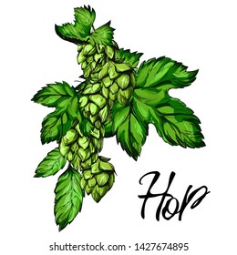 Hop Graphic. Oktoberfest. Green hop cones for making beer. Sketches of hop plant, hop on a branch with leaves in engraving style. illustration for packing.Hand drawn set. Humulus lupulus branch.