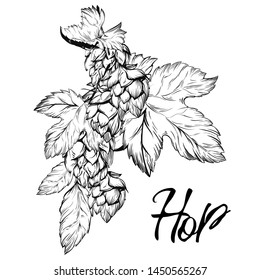 Hop Graphic. Oktoberfest. Green hop cones for making beer. Sketches of hop plant, hop on a branch with leaves in engraving style. illustration for packing.Hand drawn set. Humulus lupulus branch.