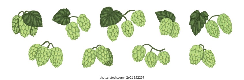 Hop Green Plant with Leaf and Stem Vector Set