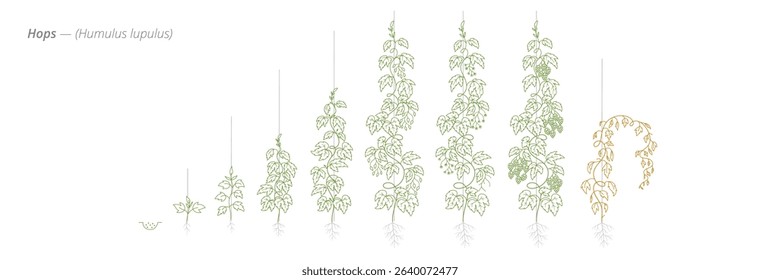 Hop Growth Stages from Seed to Mature Plant Vector Illustration for Agribusiness and Crop Planning