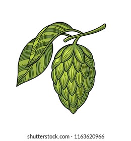 Hop herb plant. Templates for design shops, restaurants, markets, for labels and packaging. Vector illustration. The isolated image on a white background. Vintage style.