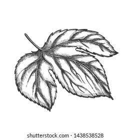 Hop Leaf At Base Is Palmate Three-lobed Vector. Leaf Deeply Heart-shaped With Ovate, Pointed Lobes And Along Edge Of Large-blade, Opposite And Long-petiolate Monochrome Designed Cartoon Illustration
