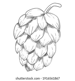 Hop organic herb plant which is used in the brewery of beer. For labels and packaging. Vector monochrome black line hand drawn illustration isolated on white background.