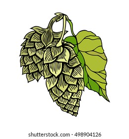 Hop organic herb plant which is used in the brewery of beer. For labels and packaging. Vector engraved illustration. Hand drawn hop Isolated on white background