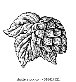 Hop organic herb plant which is used in the brewery of beer. For labels and packaging. Vector engraved illustration.