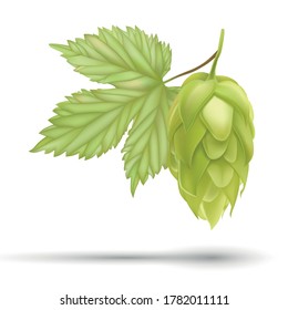 Hop plant 3d vector icon isolated on white background. Hops beer vector illustration