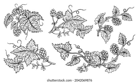 Hop Plant Branch Hand Drawn Sketch Style Set. Hops With Leaves And Cones Angular Herb Design Drawn Engraving. Sketches For Beer Packing Design Logo, Label, Emblem, Pattern