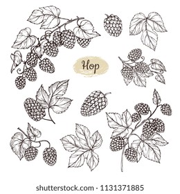 Hop plant branch with leaves and lump of hops in engraving style. Beer pub rural vector elements. Vector plant leaf hop for beer illustration