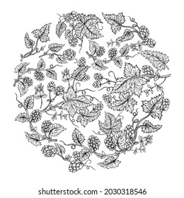 Hop plant branch round wreath composition sketch style. Hand drawn hops with leaves and cones angular herb design drawn engraving. Decorative sketches for beer packing design, label editable vector